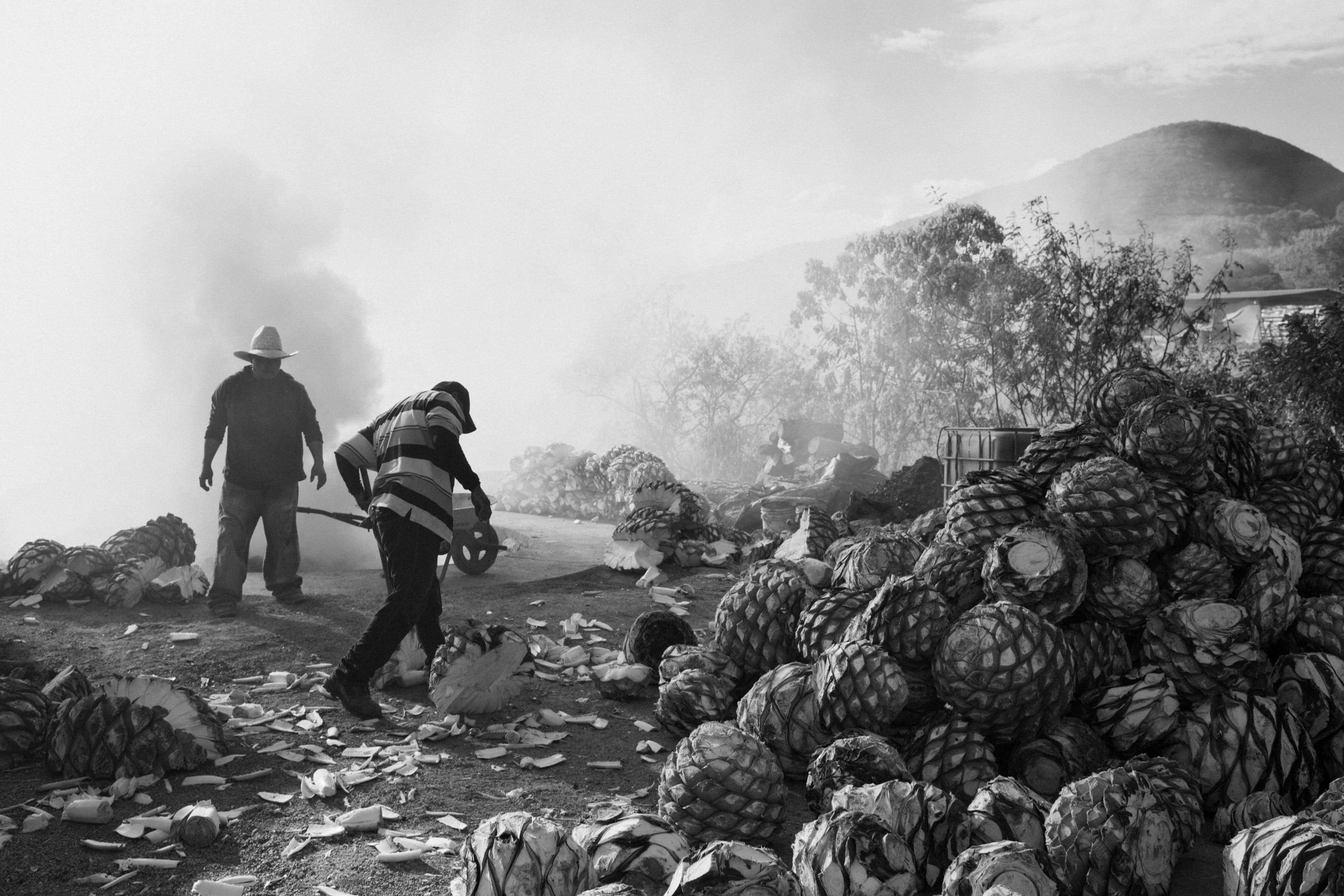 Editor de Mezcal - Colección